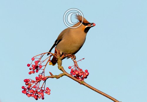 Waxwing DM1519